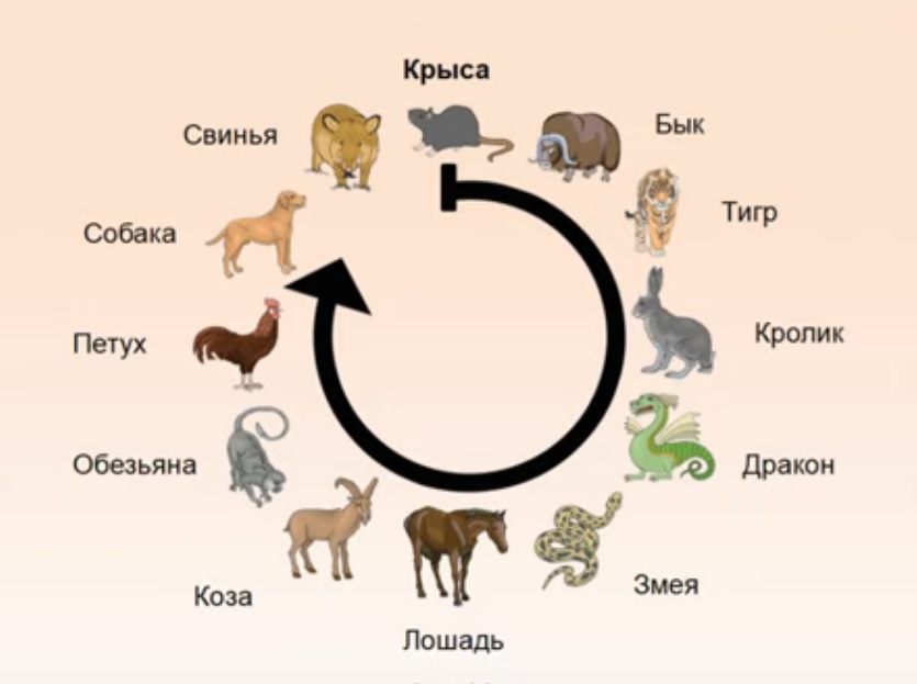 Какие года после 2020. Зодиакальный цикл животных. После года быка какой год будет. Животные по гороскопу. Китайский гороскоп животные.